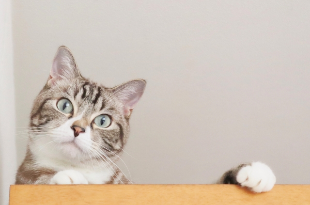 アメリカンハウスで叶えるペットとの幸せな暮らし。愛犬・愛猫が快適に過ごせる家づくりのポイント アイキャッチ
